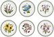 Botanic Garden Dinner Plates, Set Of 6 Assorted Motifs