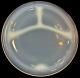 Fry's Heat Resistant Opalescent Divided Dinner Plate Rare Set Of 10