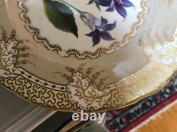 Set of 8 early antique ENGLISH BOTANICAL CABINET PLATES all different 9 1/3 D
