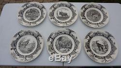 Wedgewood Kruger National Park Plate Set Made in England Dinner Plates